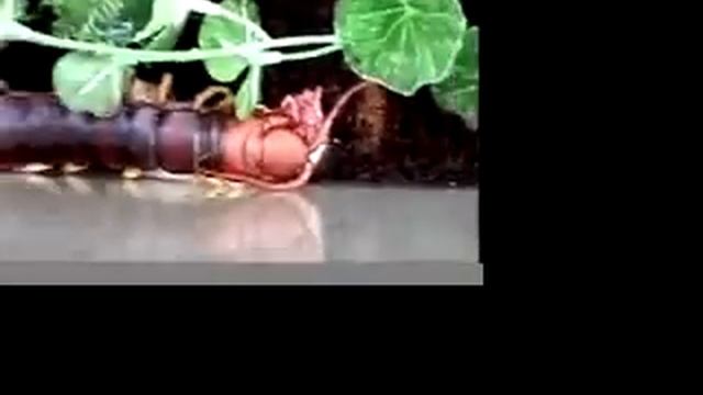 Giant Centipede Eating Mouse.