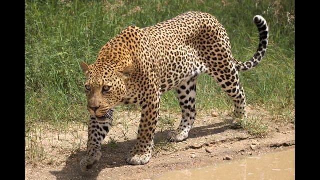 Животные Краснодарского края смотреть онлайн