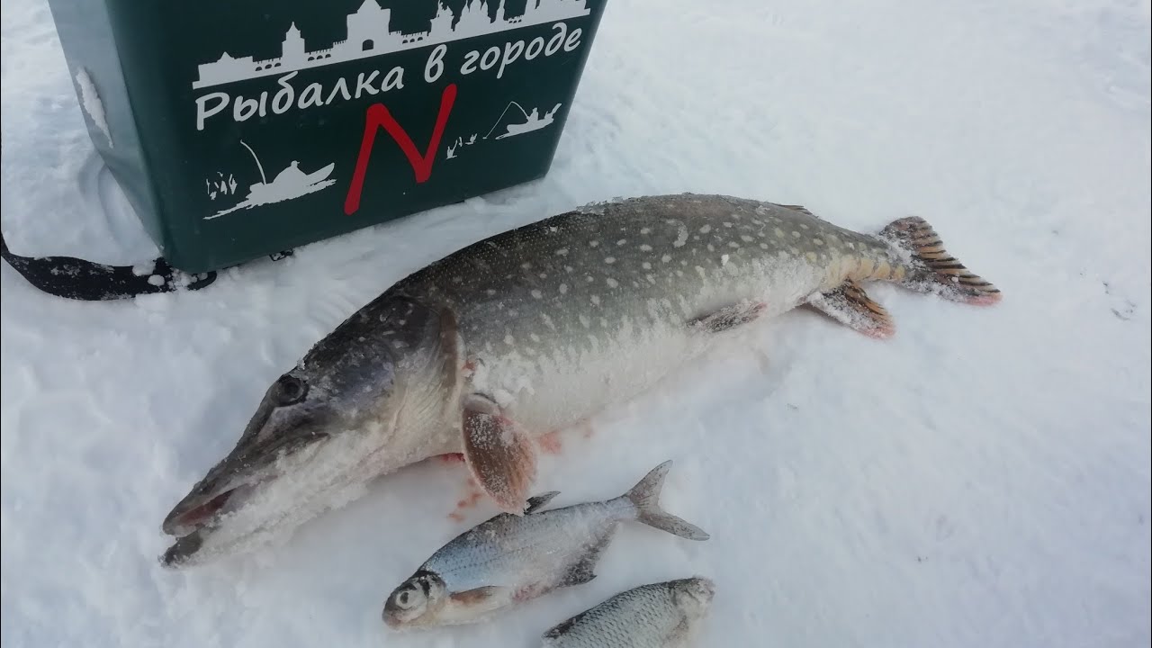 Рыбалка кстова. Старое Кстово рыбалка. Городская рыбалка. Рыбалка в центре города. Город Рыбное.