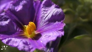 Lycianthes rantonnetii / Solanum rantonnetii / Паслен Рантоннети / ליסיאנתס רנטונט