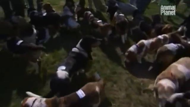 Все о собаках. Бассет хаунд смотреть онлайн