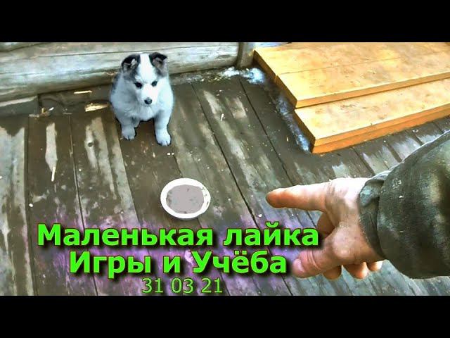 Маленькая лайка Игры и Учёба 31 03 21