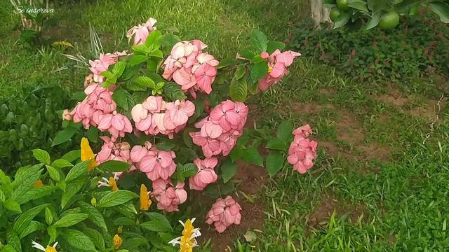 10 Arbustos de Flores Lindas Para o Jardim смотреть онлайн