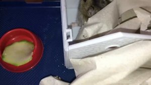 Как содержать хомячка в домашних условиях ДОМИК для джунгарского хомяка ДЖУНГАРИК ДОМА