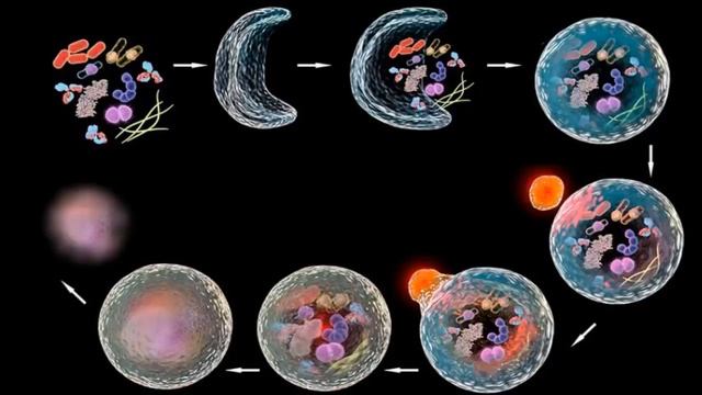 ГОЛОДАНИЕ и АУТОФАГИЯ. КЛЕТОЧНАЯ УБОРКА ОМОЛОДИТ ВАШЕ ТЕЛО. смотреть онлайн