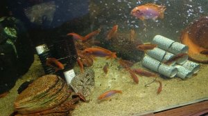 Йодотрофеусы