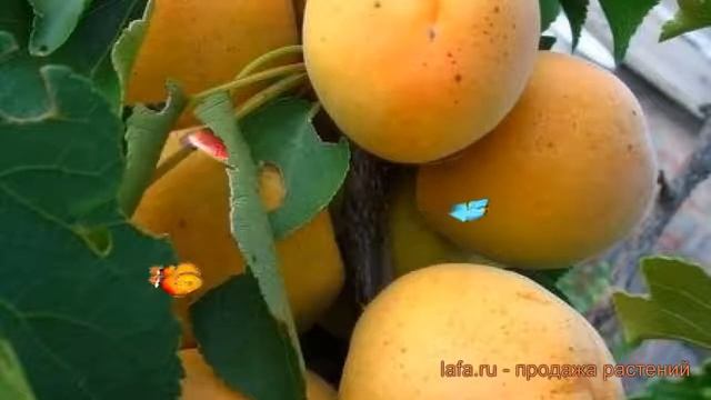 Абрикос обыкновенный Хабаровский Юбилейный ? обзор: как сажать саженцы абрикоса