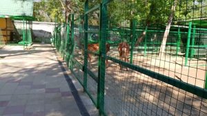 зоопарк в Ейске