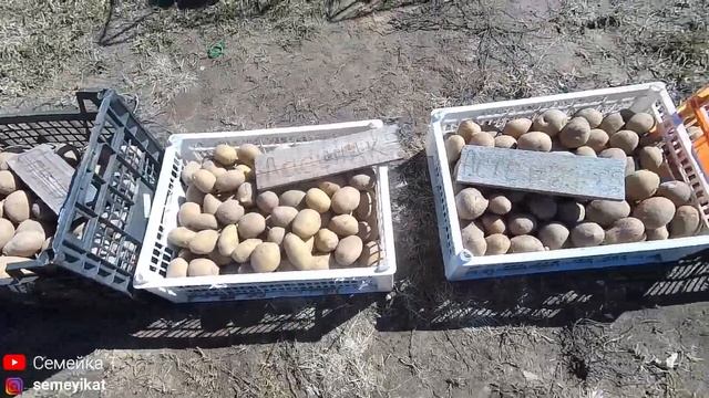 Уже скоро будем сажать картошку. Обзор семенной картошки-наши сорта картофеля. Выращивание картофел