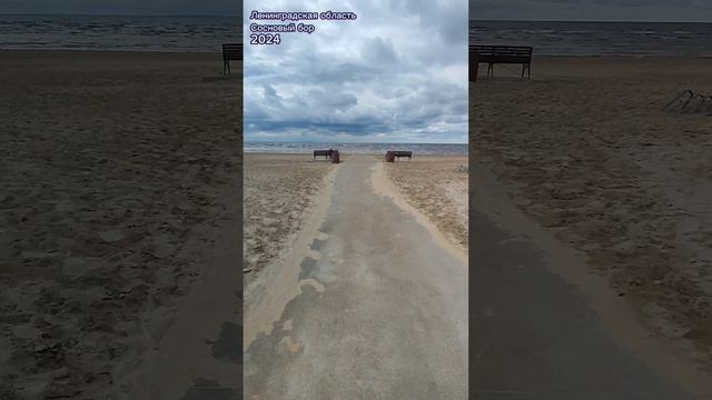 Сосновый бор. Приморский парк. 30.07.2024
