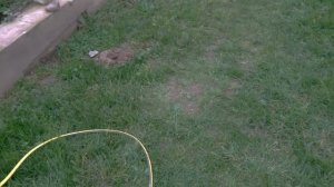 Борьба с кротами при помощи воды