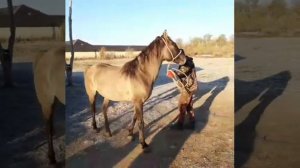 Жеребец производитель Кабардинской породы по кличке Зульфикар