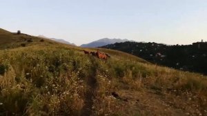 How does a herd of horses meet an electric unicycle? Caution horses! ;-)