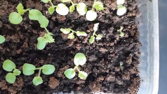 Внимание! Весеннее солнце! Берегите цветы на подоконниках
