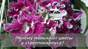 Мелкие цветы у стрептокарпуса. Что делать?