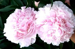 Обрезка пионов. Уход за пионами после цветения