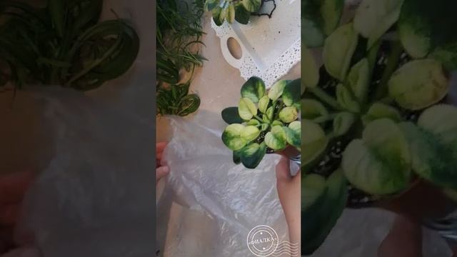 Как правильно поставить фиалку на фитиле под пакет? смотреть онлайн