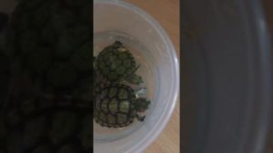 Как ухаживать за черепахой