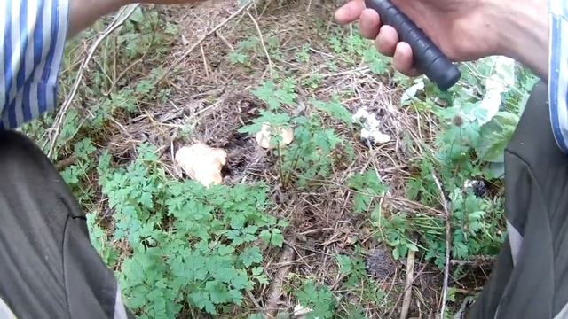 РЯДОВКА в сентябре. смотреть онлайн