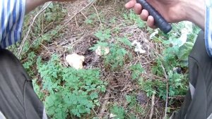 РЯДОВКА в сентябре.