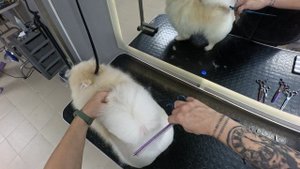 Салонный груминг шпица | Глазами грумера