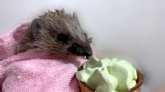 Ежик второй раз в жизни ест мороженое смотреть онлайн