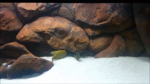 Lake Malawi Cichlids 1050L Aquarium