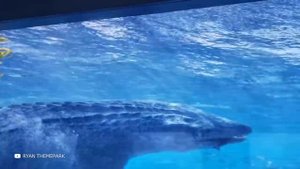 Этого Существа Боялся Даже Мегалодон.mp4