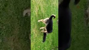 щенок бордер колли первый день дома))