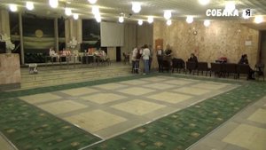 Схипперке-шипперке Шелти Собака я Schipperke