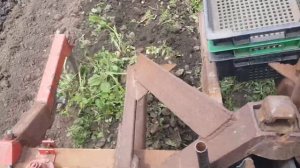 Посадка и копка картофеля в стаканчиках минитрактором!