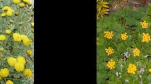 АЯНИЯ  (AJANIA)  сем. Сложноцветные