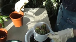 пересадка кактуса