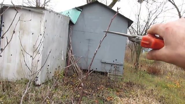 ОБРЕЗКА ВИШНИ. Простые правила обрезки смотреть онлайн