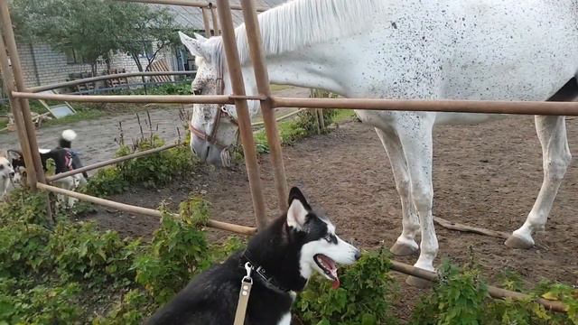ХАСКИ ПОДРУЖИЛАСЬ С ЛОШАДЬЮ. Венди чуть не получила копытом!!! смотреть онлайн