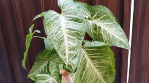 Syngonium Plant Benefits at Home