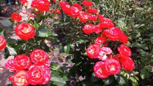 Роза Плантен ун Блюмен (Planten un Blomen) в Ставропольском крае.