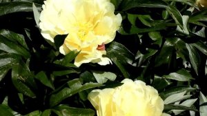 Lemon Dream® | R2 Flowers BV | Peonies