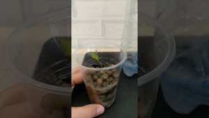 хойя , укоренение голого уса в керамзите