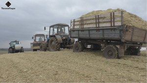 Заготовка кукурузного силоса в курган