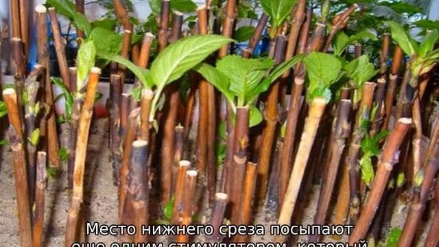 Черенкование гортензии
