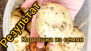 Какой картофель вырос из семян из картофельной помидорки