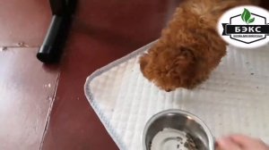 КАК перевести собаку на другой корм правильно.