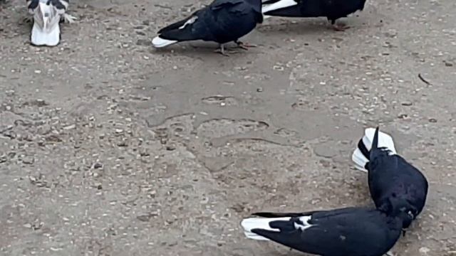 Николаевские чубатые одноцветные белохвостые голуби.13.11.2020г. смотреть онлайн