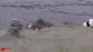 Леопарды разорили гнездо страуса  Впечатлительным не рекомендуется