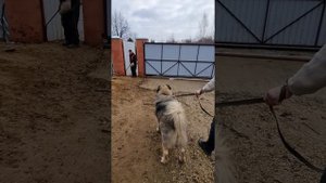 Тренировка кавказской овчарки на защиту.