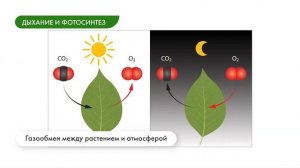 Дыхание корней и листьев