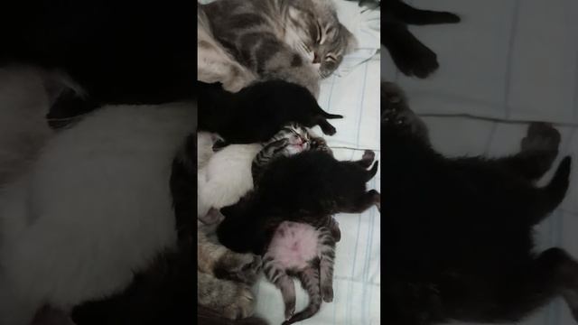 Новорожденный котенок спит и дергает лапками. Котенку снится сон как он ловит голубей смотреть онлайн