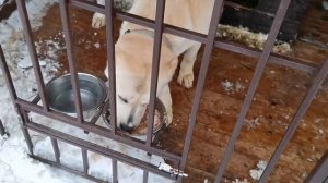 Чем я кормлю алабая с утра. Натуралка для среднеазиатской овчарки.