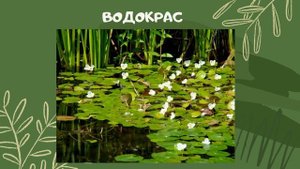 Водно-болотные угодья (как образуются болота)